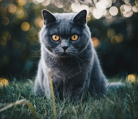 Pet Care Image