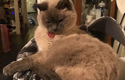 Reba, Amanda's beloved pet cat.