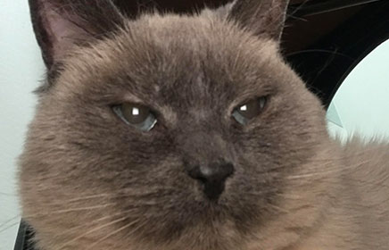 Reba, Amanda's beloved pet cat.