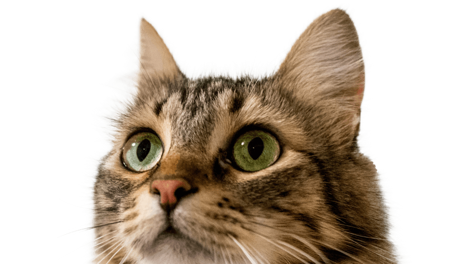 Testimonials of Pets Using Allibre Pet Allergy Cream